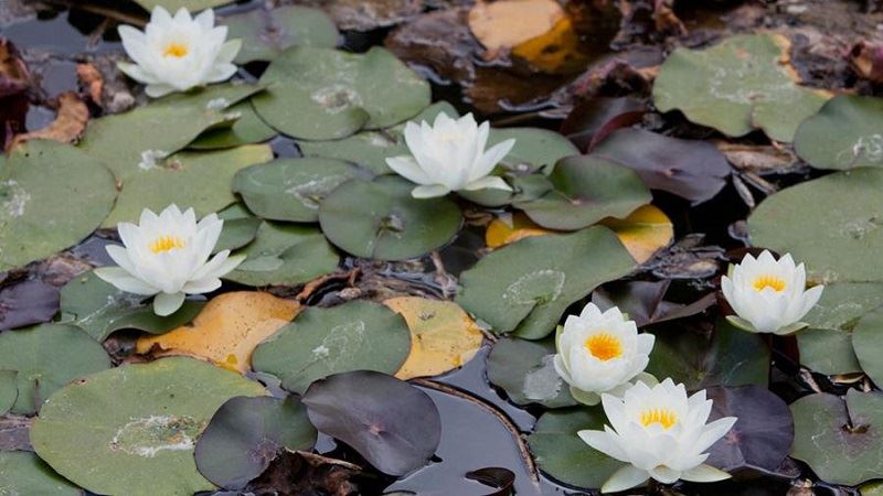 Water Lilies