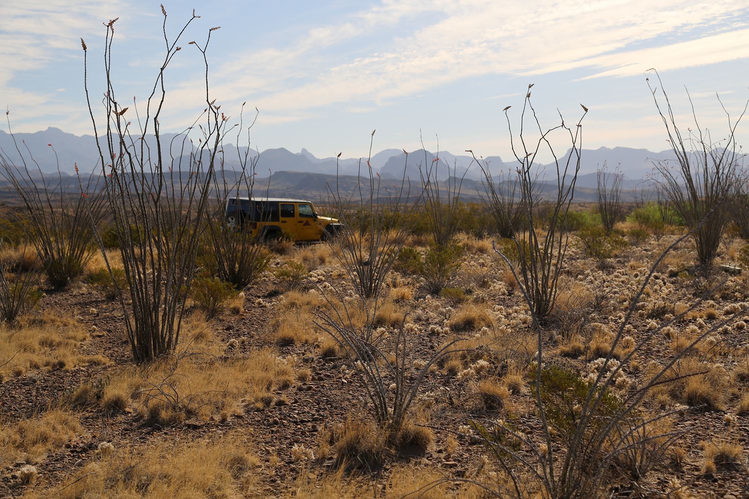 Desert ocotillo painting inspiration